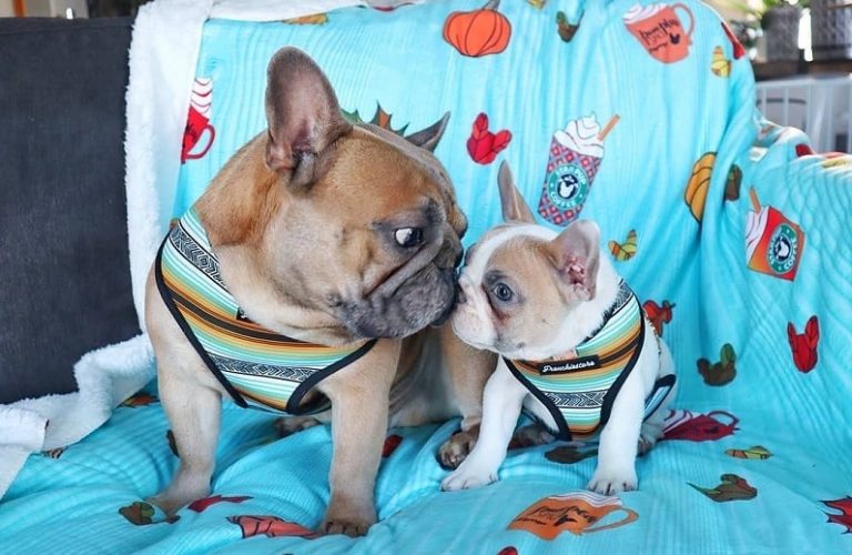 Learn to choose your French bulldog puppy