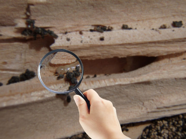 What Termite Inspectors Search For?