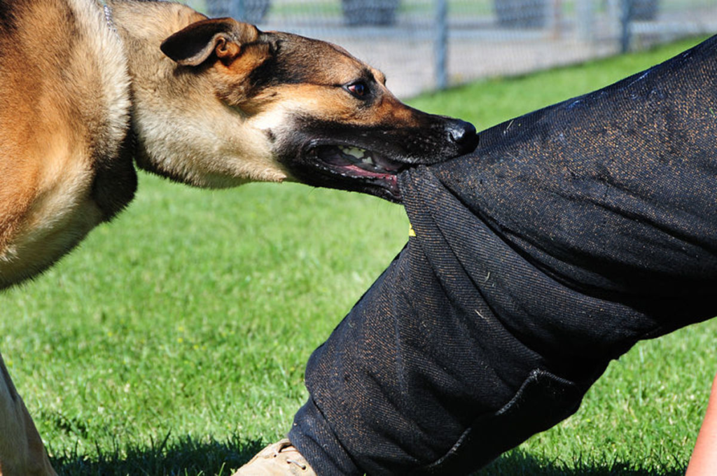 what-are-the-legal-remedies-for-a-dog-bite-attack-rio-set