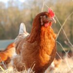 Importance of Poultry Farm Valuation