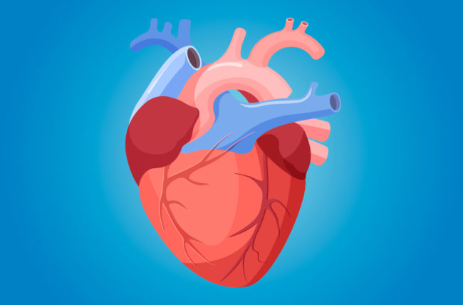 What is the function of the heart that stops?