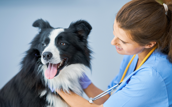 Your Guide to Finding the Perfect Veterinary Clinic in Yishun