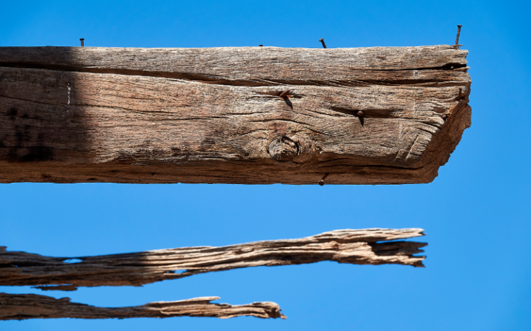 Everything You Need to Know About Subterranean Termites